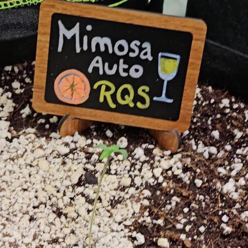 🥂 Mimosa Auto RQS 🥂