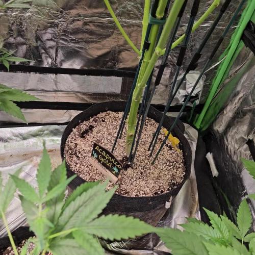 🧡Acapulco Gold Auto 🧡