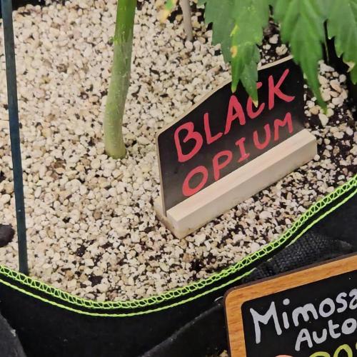 🖤🍃 Black Opium 🌱🖤