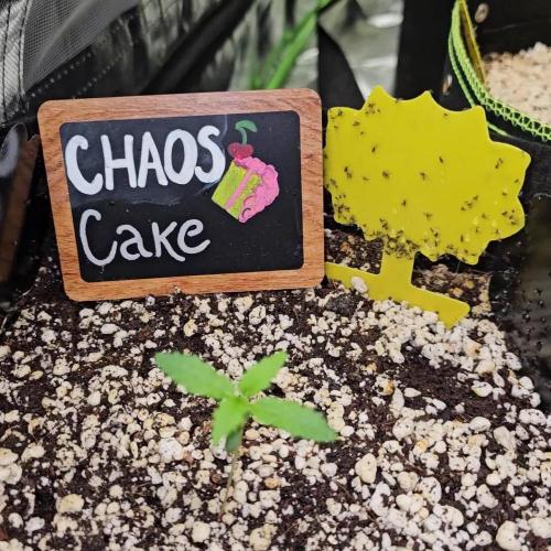 🍰🍒 CHAOS CAKE AUTO 🍒🍰