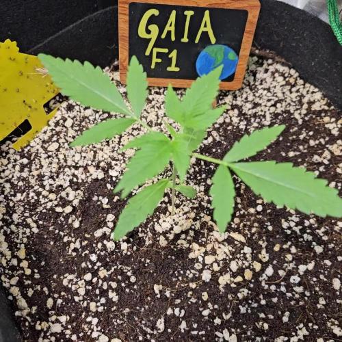 💚🌎 Gaia F1 RQS 🌏💚