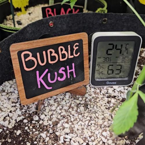 💜🧡 Bubble Kush GROW #2 🧡💜