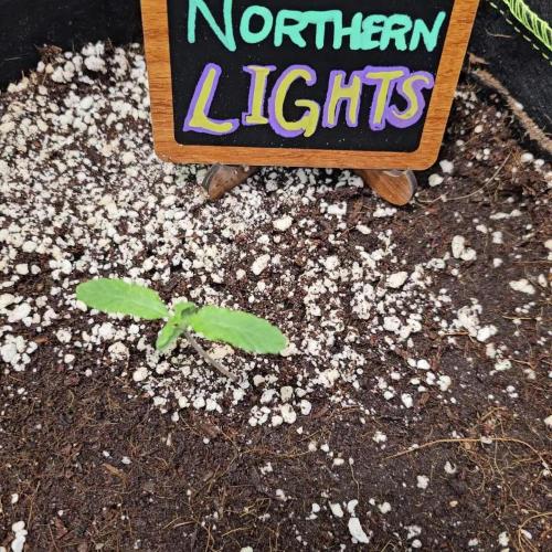 💫 Northern Lights 💫 Divine Seeds