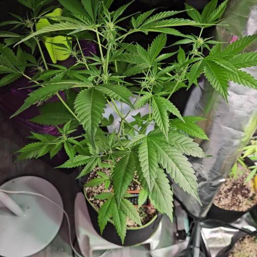 👽 Permanent Marker Auto 💀