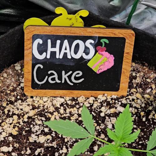 🍰🍒 CHAOS CAKE AUTO 🍒🍰
