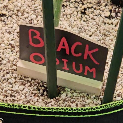 🖤🍃 Black Opium 🌱🖤