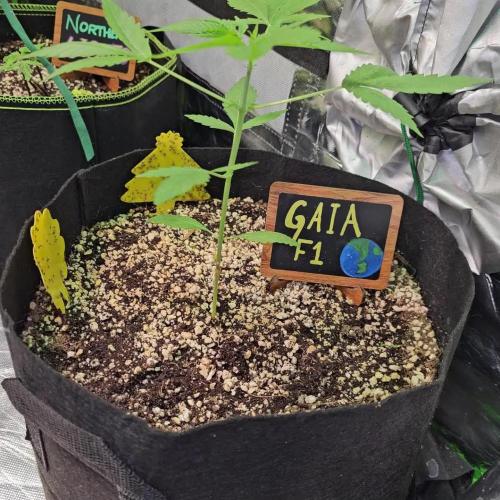 💚🌎 Gaia F1 RQS 🌏💚