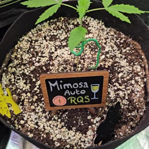 🥂 Mimosa Auto RQS 🥂