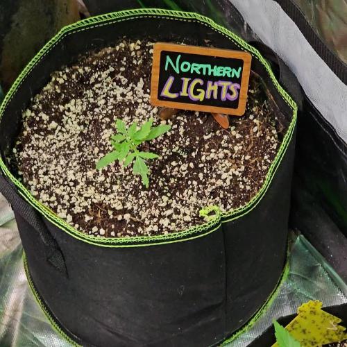 💫 Northern Lights 💫 Divine Seeds