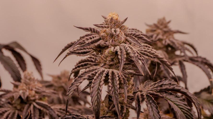 PAPAYTON, BCG, LCR, WATERMELON Z. Week 17 - Black Cherry Gushers