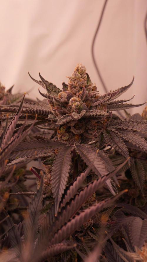 PAPAYTON, BCG, LCR, WATERMELON Z. Week 17 - Lemon Cherry Runtz