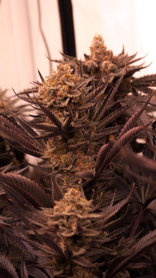 PAPAYTON, BCG, LCR, WATERMELON Z. Week 17 - Papayton