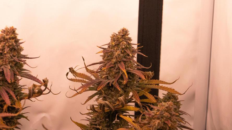 PAPAYTON, BCG, LCR, WATERMELON Z. Week 17 - Watermelon Zkittlez