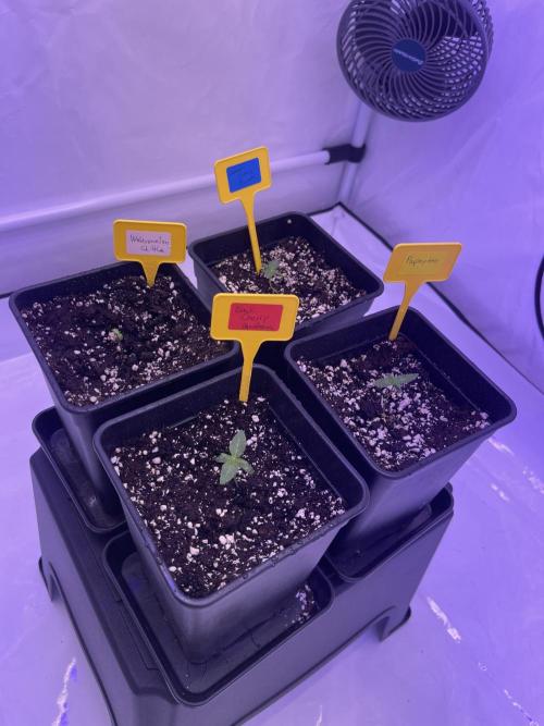 PAPAYTON, BCG, LCR, WATERMELON Z. Week 2 - Day 9