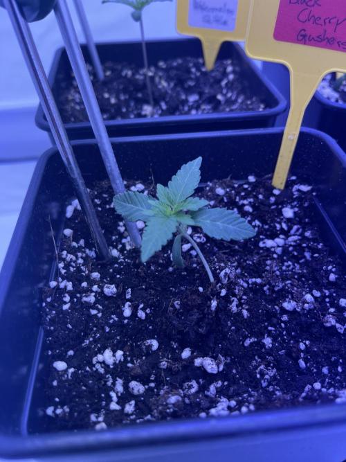 PAPAYTON, BCG, LCR, WATERMELON Z. Week 2 - Day 13 - Black Cherry Gushers