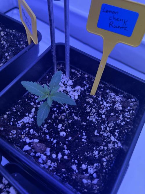 PAPAYTON, BCG, LCR, WATERMELON Z. Week 2 - Day 13 - Lemon Cherry Runtz