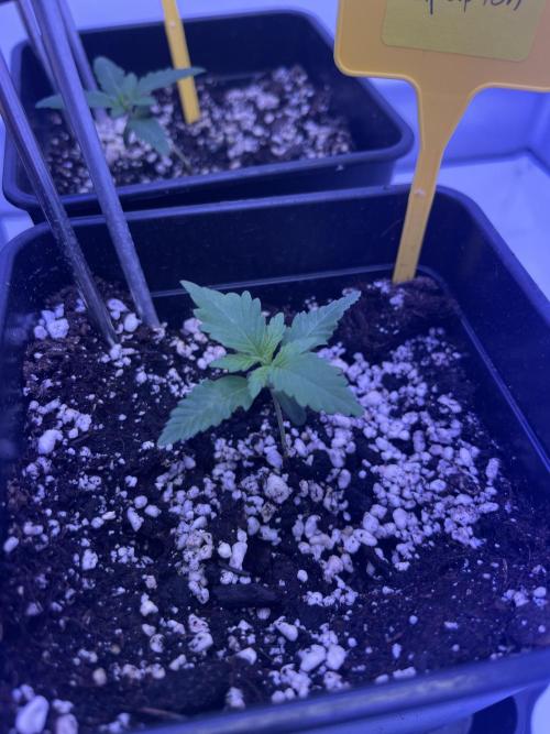 PAPAYTON, BCG, LCR, WATERMELON Z. Week 2 - Day 13 - Papayton