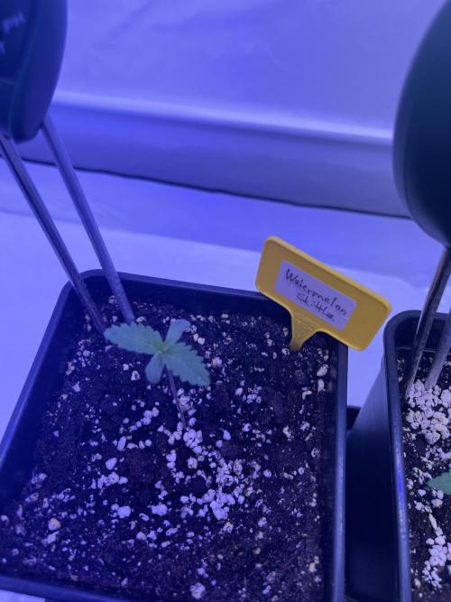 PAPAYTON, BCG, LCR, WATERMELON Z. Week 2 - Day 13 - Watermelon Zkittlez