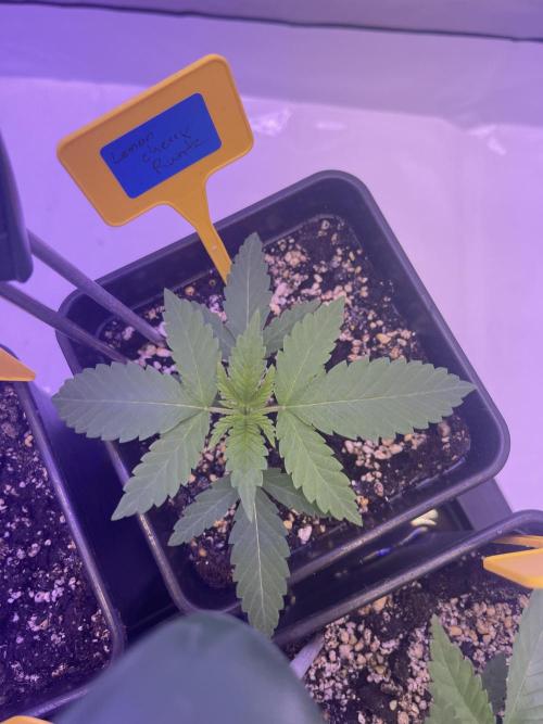 PAPAYTON, BCG, LCR, WATERMELON Z. Week 3 - Day 20