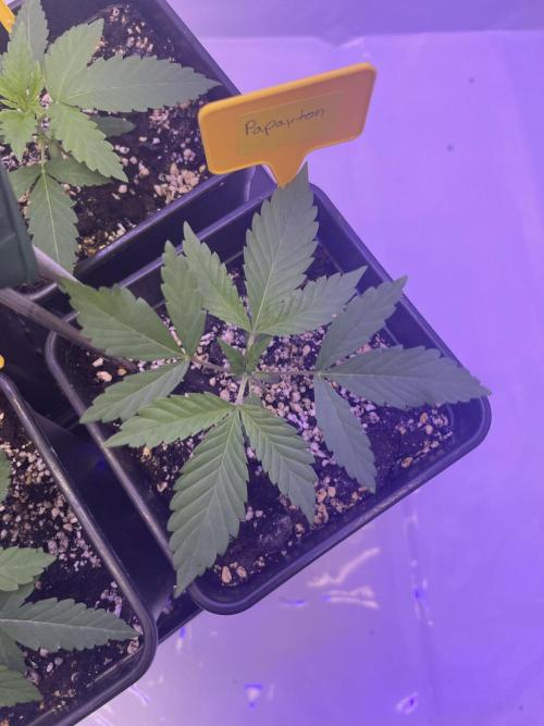 PAPAYTON, BCG, LCR, WATERMELON Z. Week 3 - Day 20