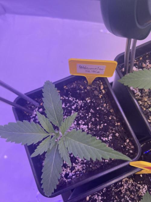 PAPAYTON, BCG, LCR, WATERMELON Z. Week 3 - Day 20