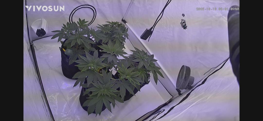 PAPAYTON, BCG, LCR, WATERMELON Z. Week 6 - Day 40