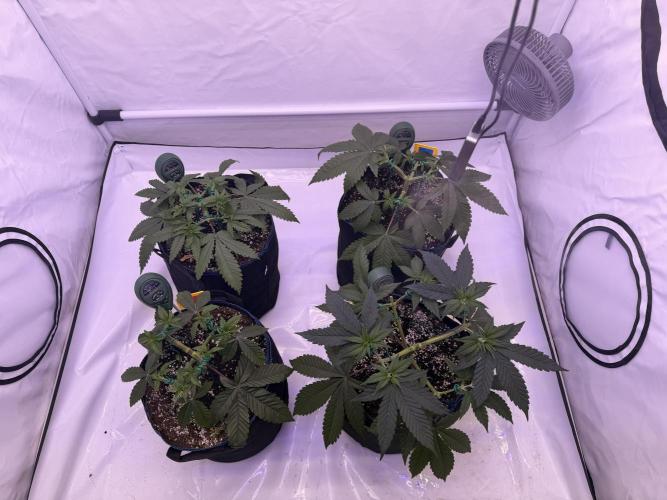 PAPAYTON, BCG, LCR, WATERMELON Z. Week 6 - Day 42: 2nd Top and LST