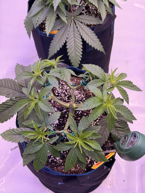 PAPAYTON, BCG, LCR, WATERMELON Z. Week 7 - Day 45