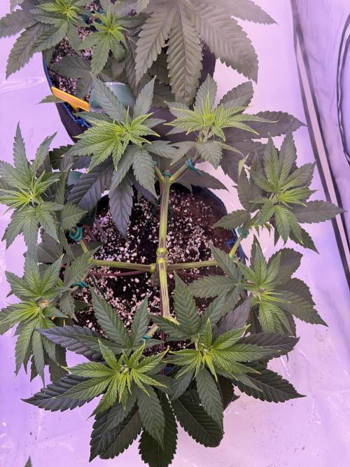 PAPAYTON, BCG, LCR, WATERMELON Z. Week 7 - Day 45