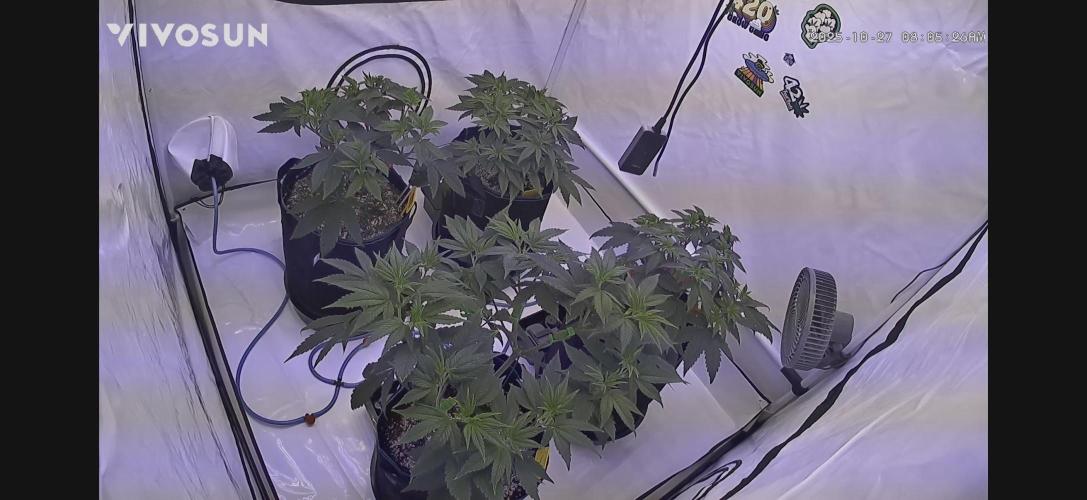 PAPAYTON, BCG, LCR, WATERMELON Z. Week 8 - Day 57