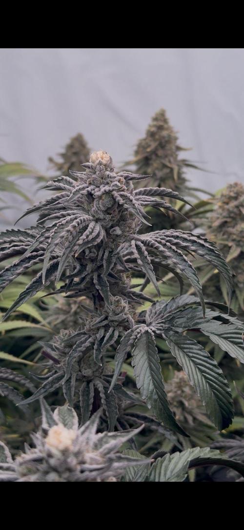 PAPAYTON, BCG, LCR, WATERMELON Z. Week 16 - Day 68