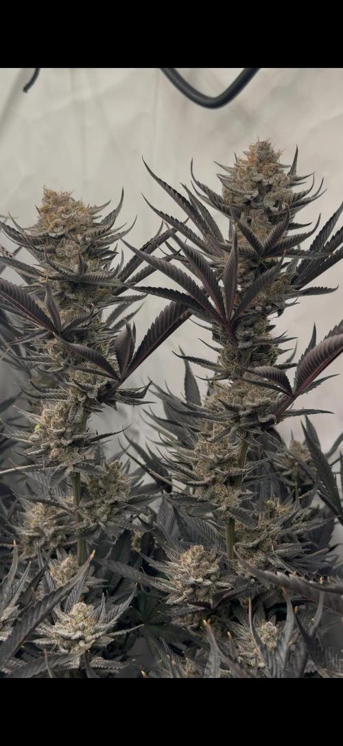 PAPAYTON, BCG, LCR, WATERMELON Z. Week 16 - Day 68