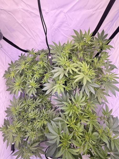 PAPAYTON, BCG, LCR, WATERMELON Z. Week 9 - Day 9 of Flower