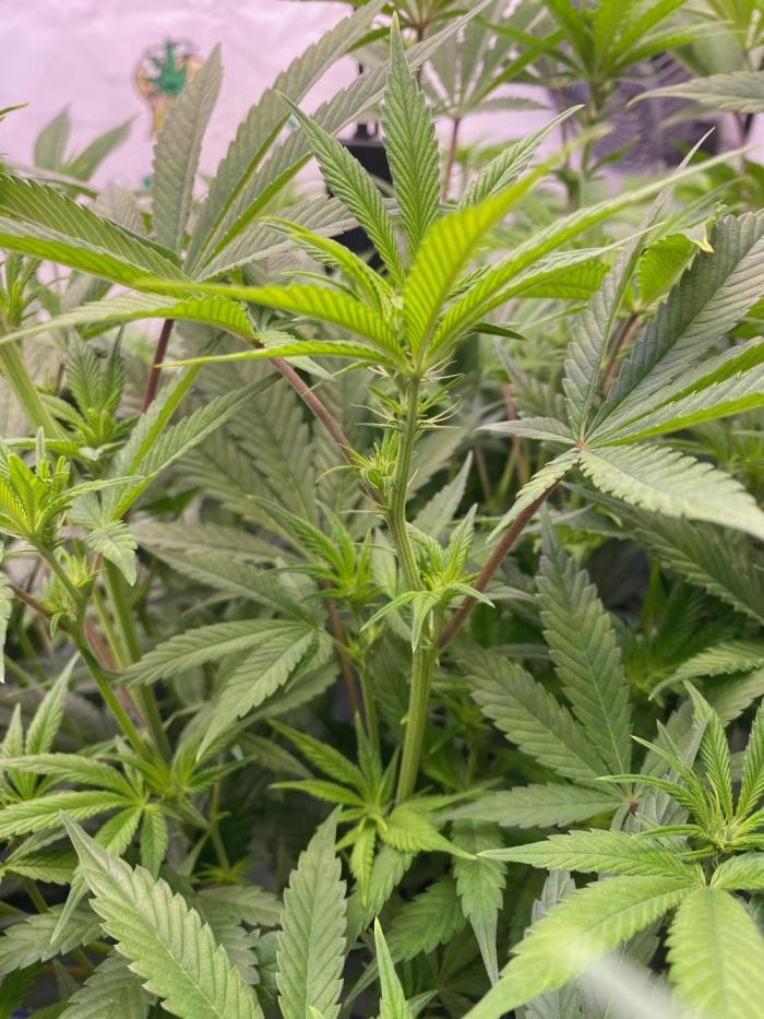 PAPAYTON, BCG, LCR, WATERMELON Z. Week 10 - Day 16