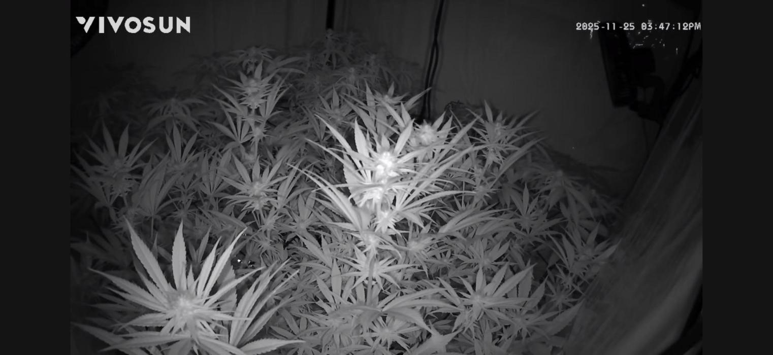 PAPAYTON, BCG, LCR, WATERMELON Z. Week 11 - Day 25 of Flower