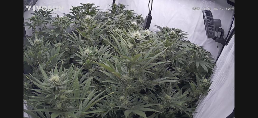 PAPAYTON, BCG, LCR, WATERMELON Z. Week 12 - Day 30 of Flower