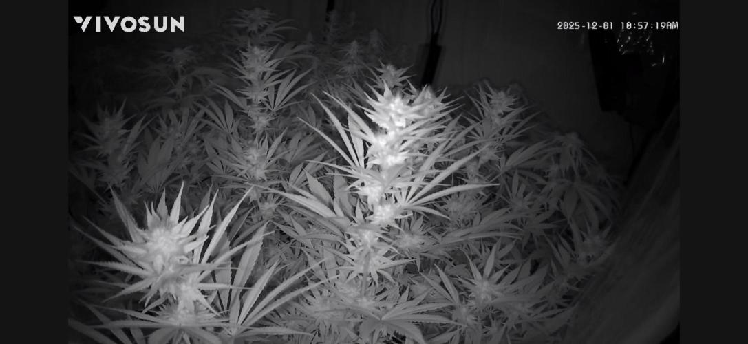 PAPAYTON, BCG, LCR, WATERMELON Z. Week 12 - Day 30 of Flower