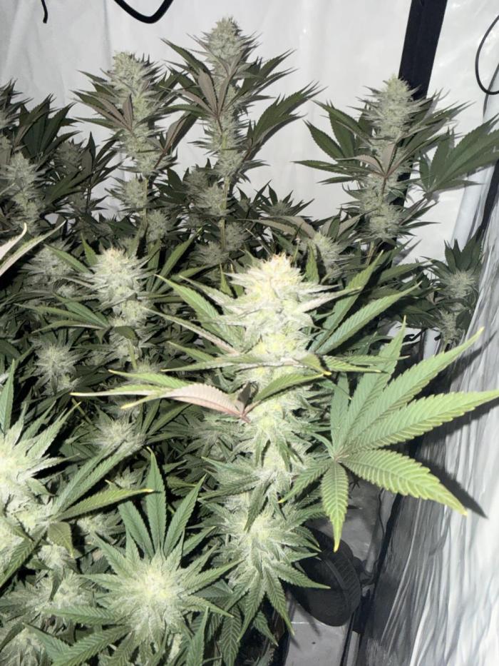 PAPAYTON, BCG, LCR, WATERMELON Z. Week 13 - Day 41 of Flower: Papayton