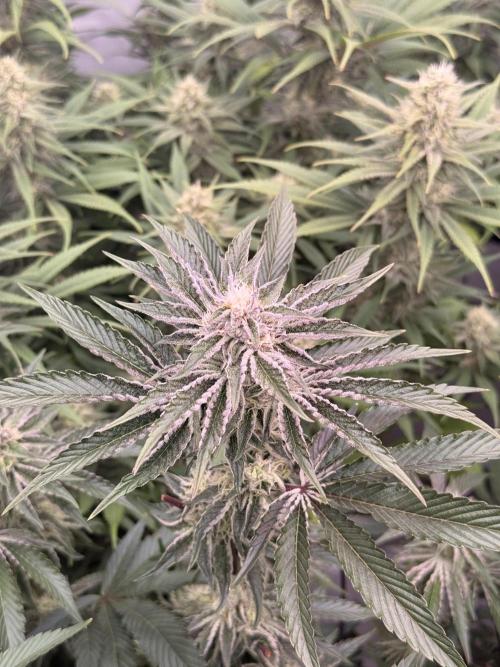 PAPAYTON, BCG, LCR, WATERMELON Z. Week 14 - Day 44 of Flower: Black Cherry Gushers