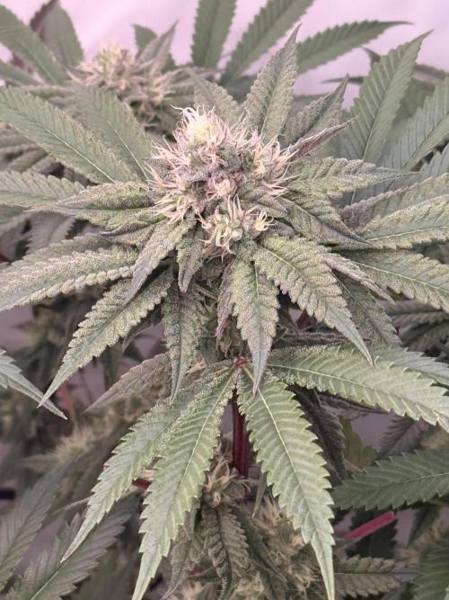 PAPAYTON, BCG, LCR, WATERMELON Z. Week 14 - Day 44 of Flower: Lemon Cherry Runtz