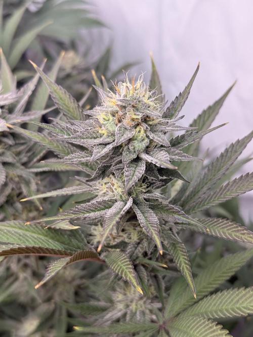 PAPAYTON, BCG, LCR, WATERMELON Z. Week 14 - Day 44 of Flower: Papayton