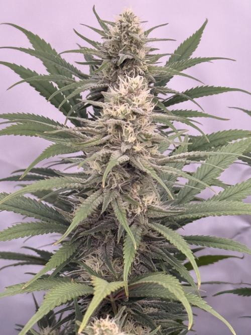 PAPAYTON, BCG, LCR, WATERMELON Z. Week 14 - Day 44 of Flower: Watermelon Zkittlez