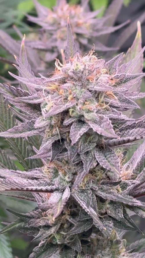 PAPAYTON, BCG, LCR, WATERMELON Z