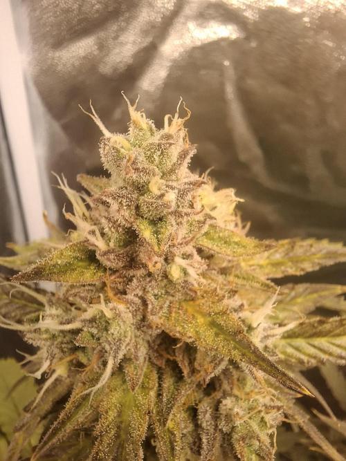 Couple weeks ago I pressed a button. Week 10