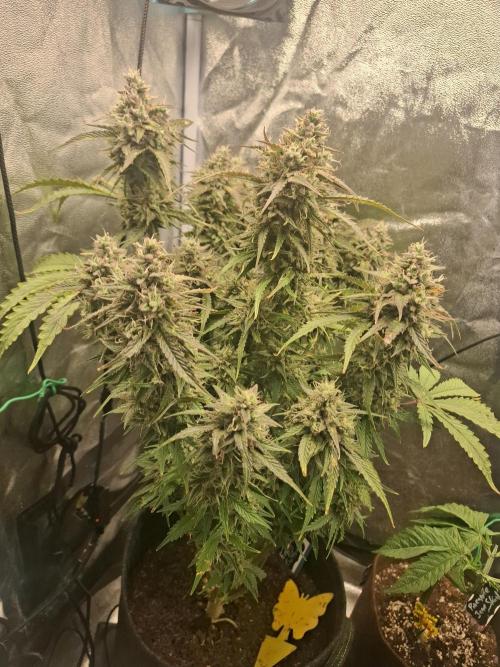 Couple weeks ago I pressed a button. Week 10