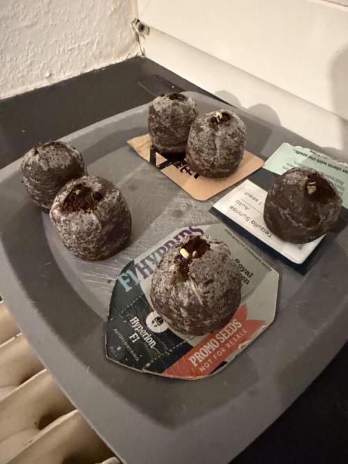 Tequila Sunrise - Ganja Farmer. Week 0