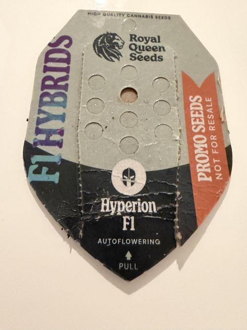 Hyperion F1 - Royal Queen Seeds. Week 0