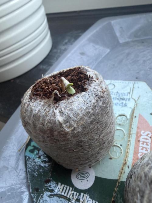 Milky Way F1 - RQS. Week 0