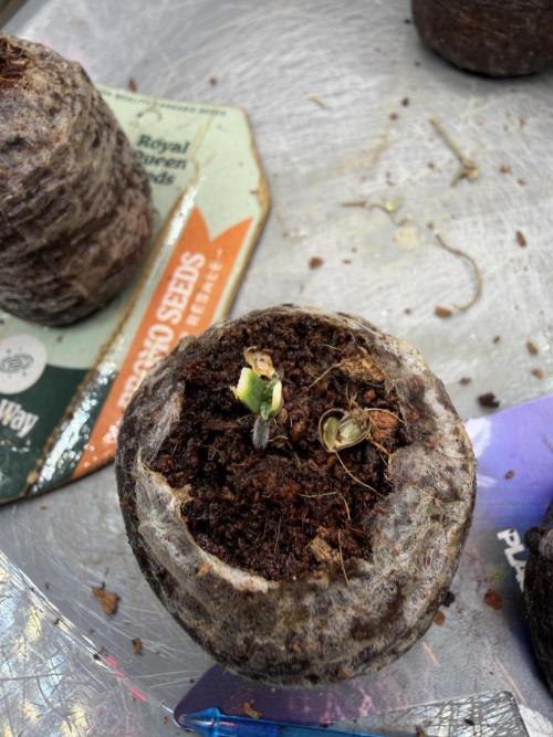 Eternity Cup 2026 - Sticky Brokkoli Auto. Week 0