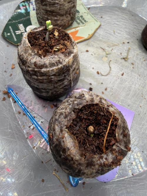 Eternity Cup 2026 - Sticky Brokkoli Auto. Week 0